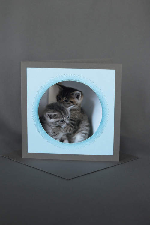 Junge spielende Katzen auf hellblauer Geburtstagskarte