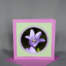 Glockenblume lila auf exklusiver Grusskarte