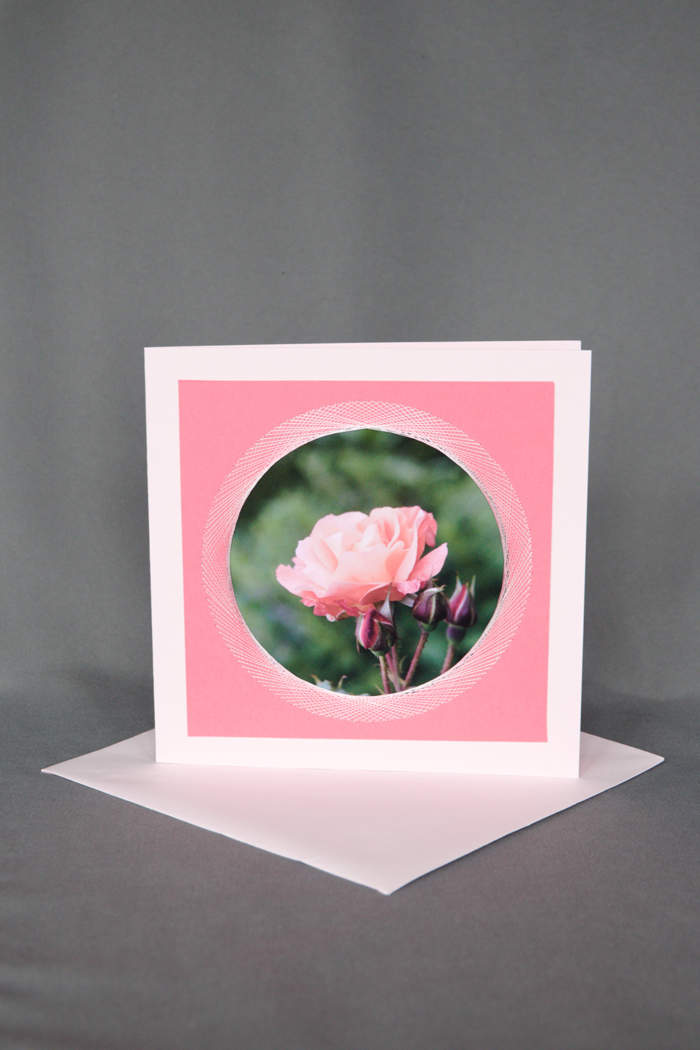 Rosa Rose mit kleinen Knöpfen