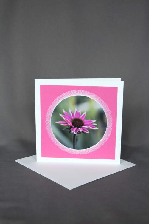 Echinacea auf exklusiver Karte